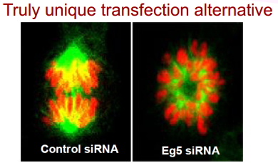 Cosmo bio转染精品—— GenomONETM HVJ‐E Transfection Kits  