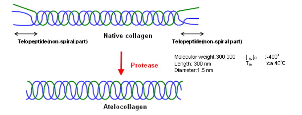  AteloGene®  体内siRNA转染试剂盒